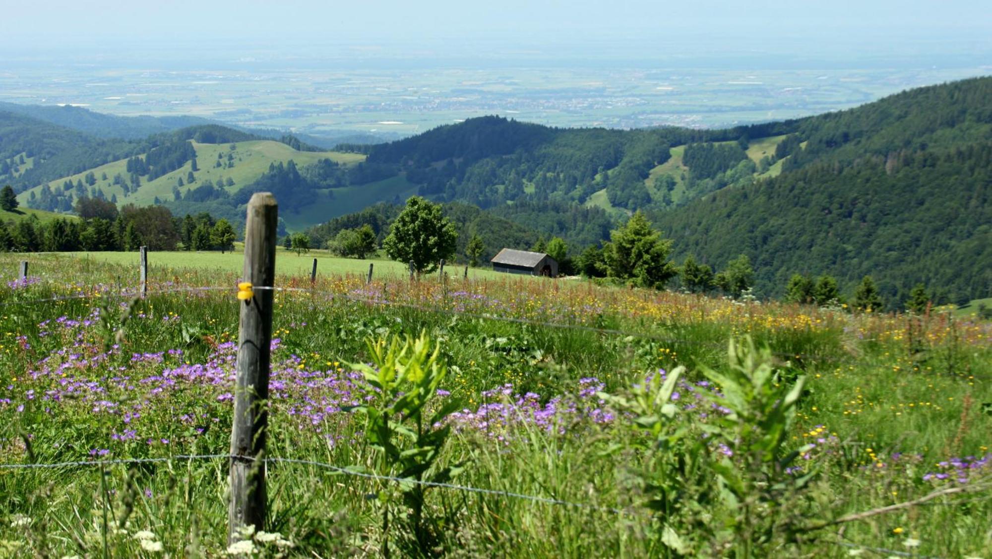 View House, Schauinsland, Black Forest Münstertal Εξωτερικό φωτογραφία